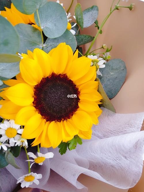 向日葵洋甘菊_洋甘菊_点缀生活的鲜花_家居家装_家居