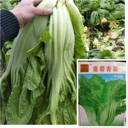 【四川泡菜宽帮青菜种子】大叶宽梗中熟秋播耐寒芥菜籽大菜腌制菜