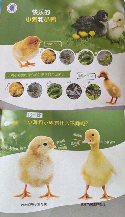 小鸡和小鸭 它们哪里不一样呢?它们爱吃什么呢?