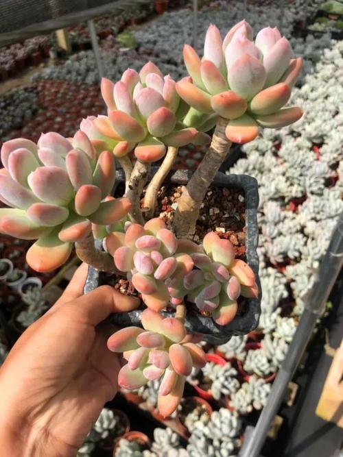 多肉植物灰姑娘老桩