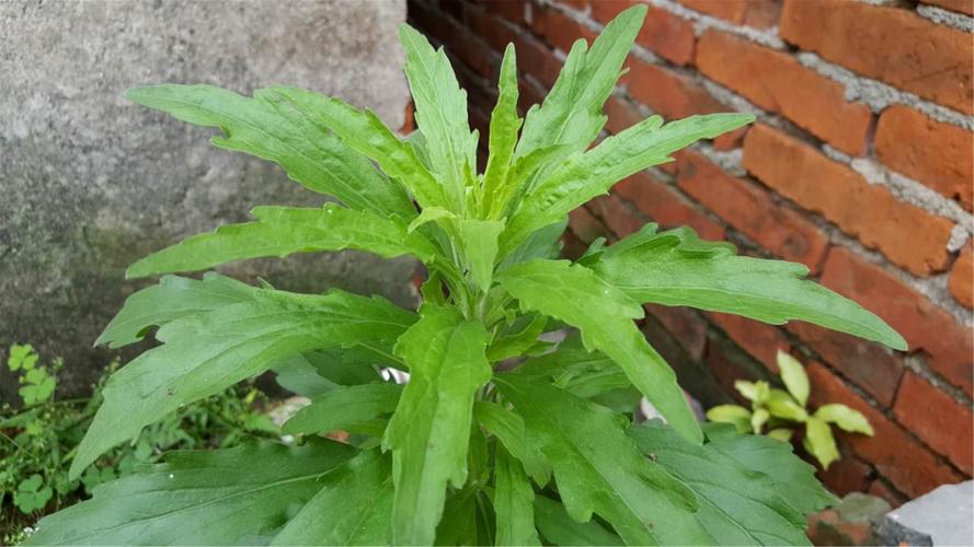 田边常见的野草,它的名字很牛,很多农民都不一定懂