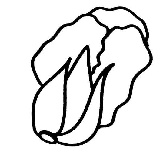 大白菜植物简笔画 蔬菜简笔画