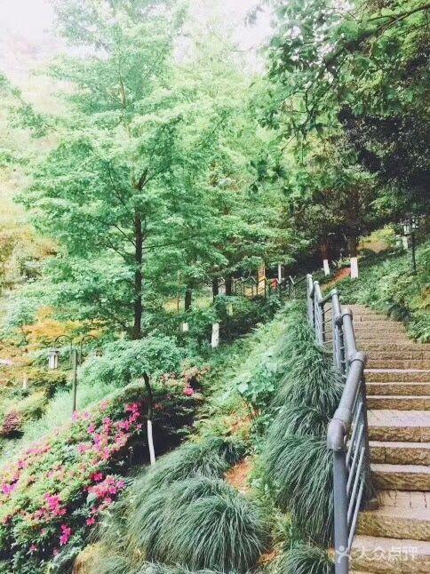 凤凰山森林公园-图片-安吉县周边游-大众点评网