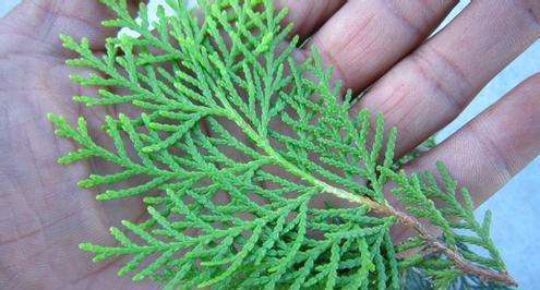 教大家一些侧柏叶的鉴别方法