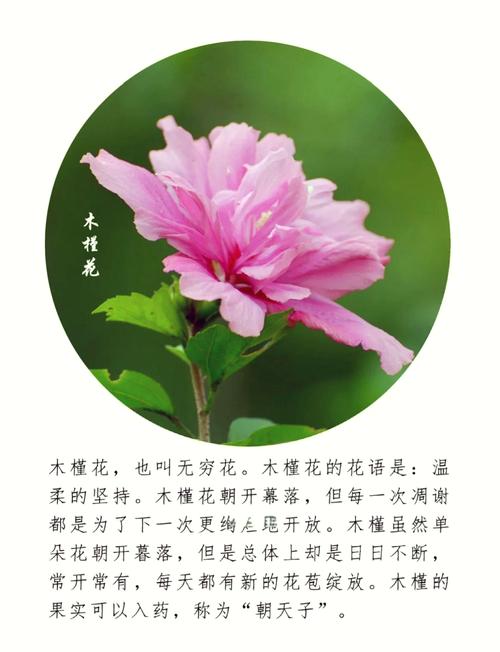 �木槿花语:温柔的坚持�