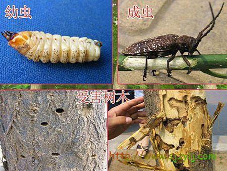 展开全部 好像是天牛幼虫 向左转  向右转