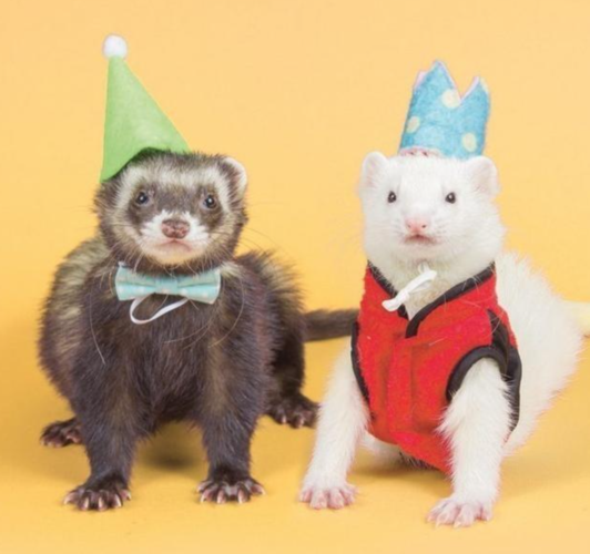 美国夫妇用安格鲁貂卖萌照做日历,只为了帮助患病的女孩