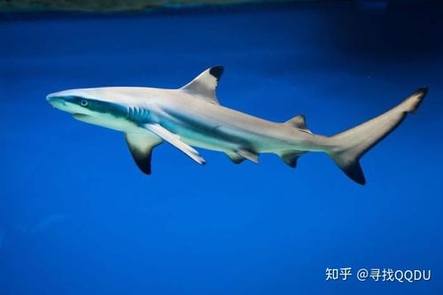 在家里养一只鲨鱼大概要多少钱