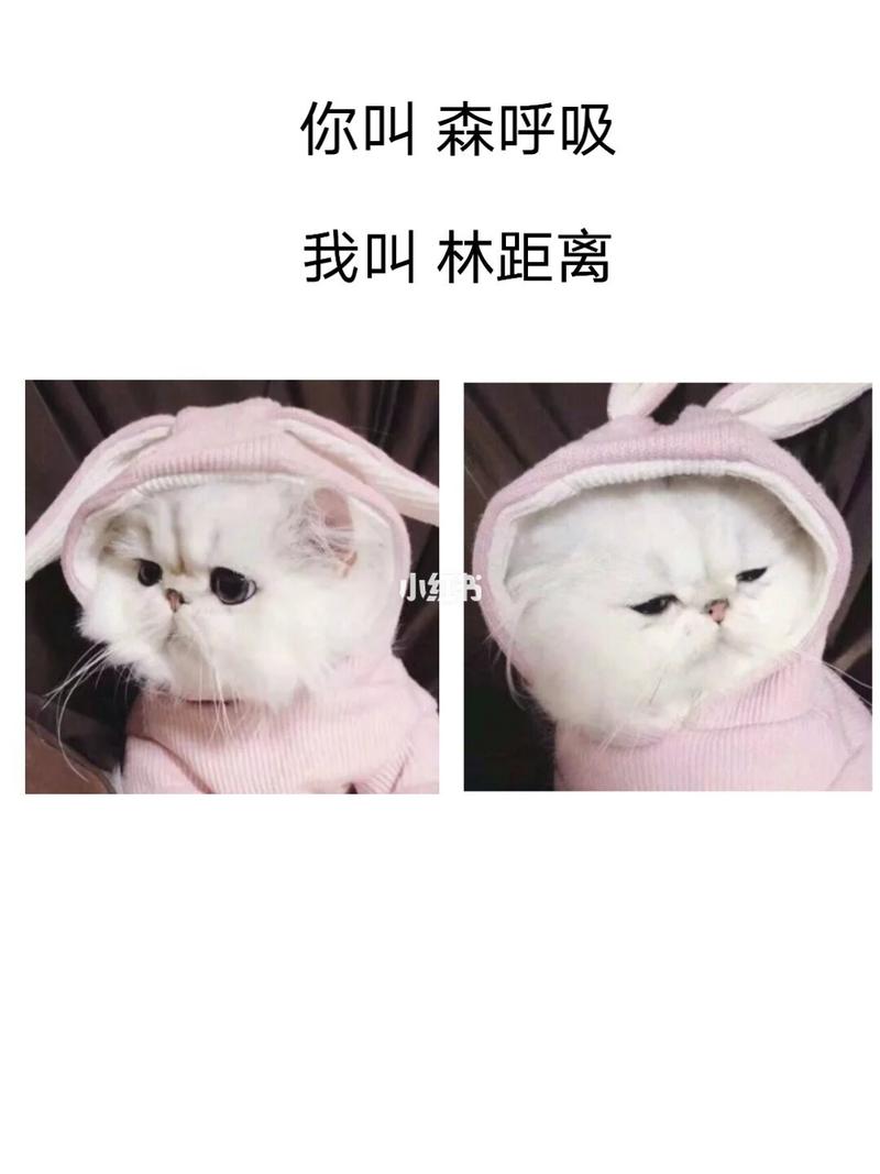 猫咪情头