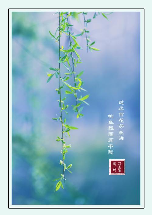 柳丝