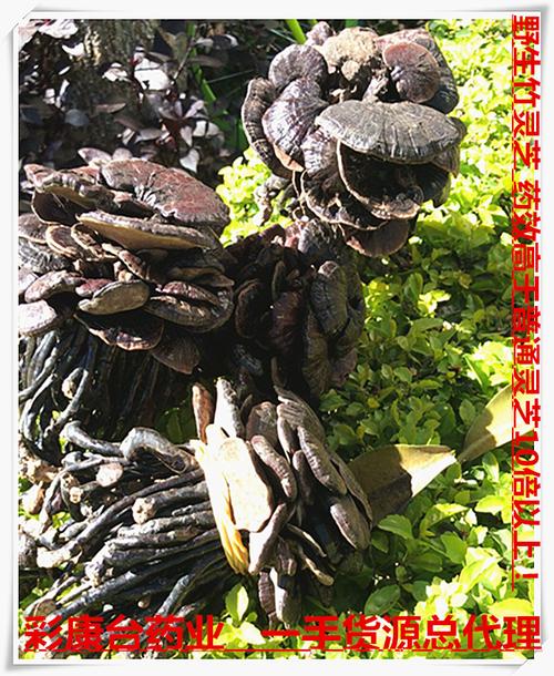 云南深山采摘天然长颈野生正品竹灵芝小红灵芝紫灵芝特级250g包邮