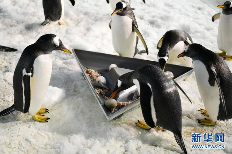 哈尔滨:小企鹅的端午美食