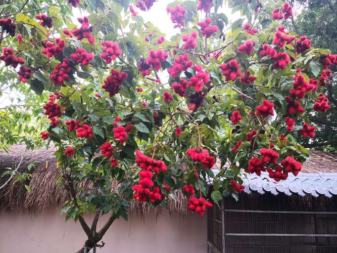 胭脂树,也叫红色树,红木树.