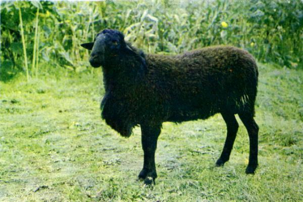 宁蒗黑绵羊