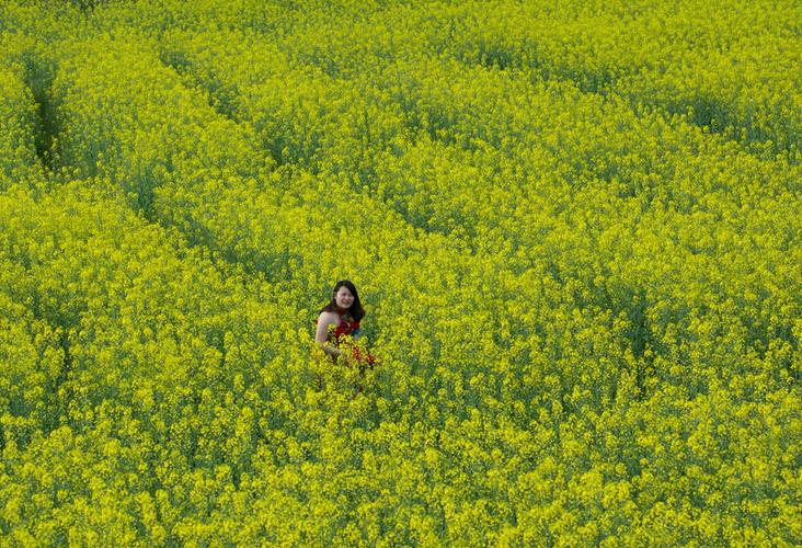 兴宁径心坪宫村油菜花盛装迎客来