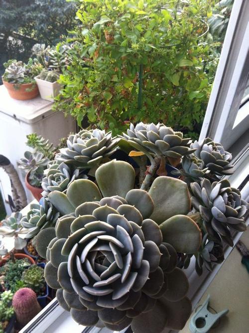 鲁氏石莲 多肉植物