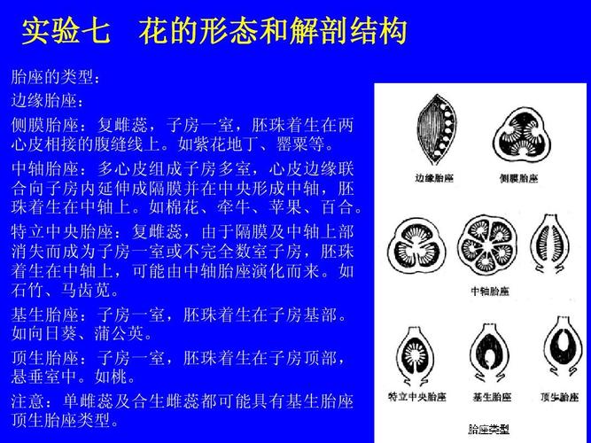 胚珠 着生在中轴上,可能由中轴胎座演化而来