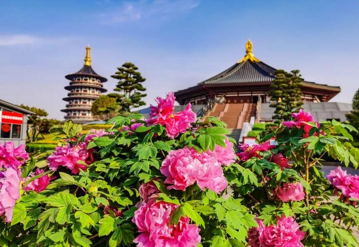 2021洛阳牡丹花会时间花开四月我在最美的洛阳等你