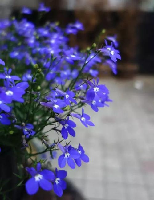 小花六倍利花语:可怜,同情.