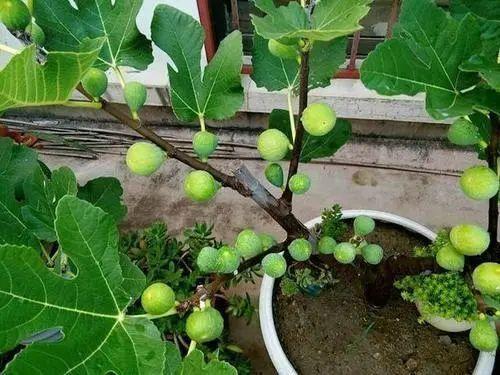 塑料瓶子别扔了,套无花果树上,15天长满根,当年结果"一箩筐"