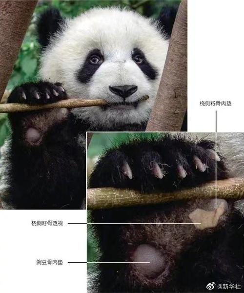 大熊猫吃竹已有600万年##大熊猫还有第六指