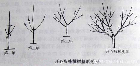核桃树的主要树形/核桃树修剪参考