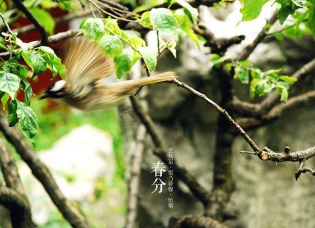 春分——玄鸟至,雷乃发声,始电