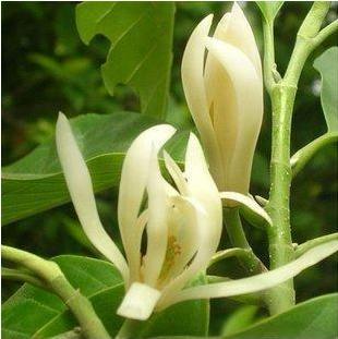 白兰花的花语和传说,白兰花的简介