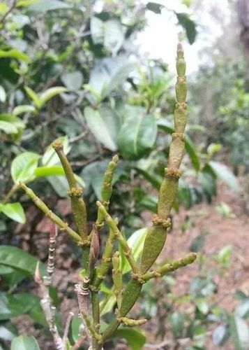 云南普洱茶树上的螃蟹脚是一种多年生草生木本植物.