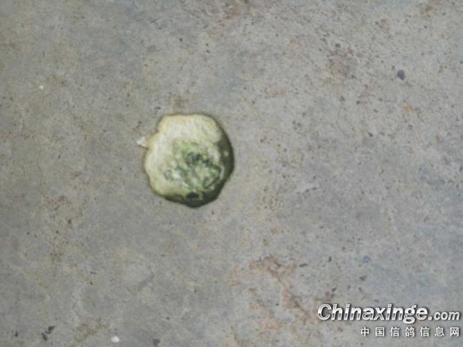 粪便,我估计除了嗉囊炎,应该还有其它疾病,请高手为其它鸽子给出预防