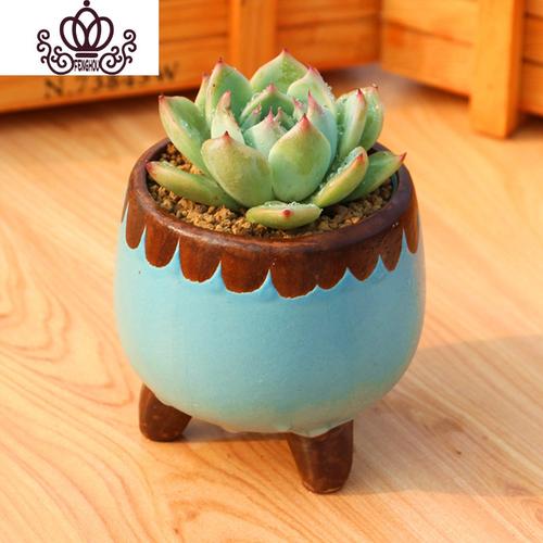 封后新款多肉植物组合盆栽肉肉植物肉嘟嘟室内多肉套餐带盆带土小盆栽