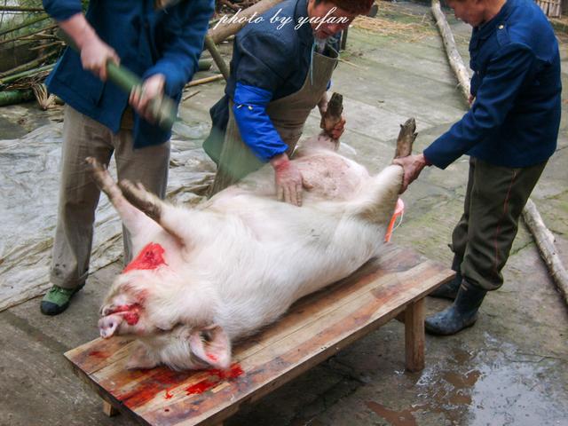 吹猪不吹牛,实拍农村杀猪全过程