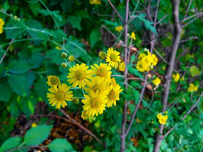 甘菊图片_甘菊草本植物_藁本野菜图片