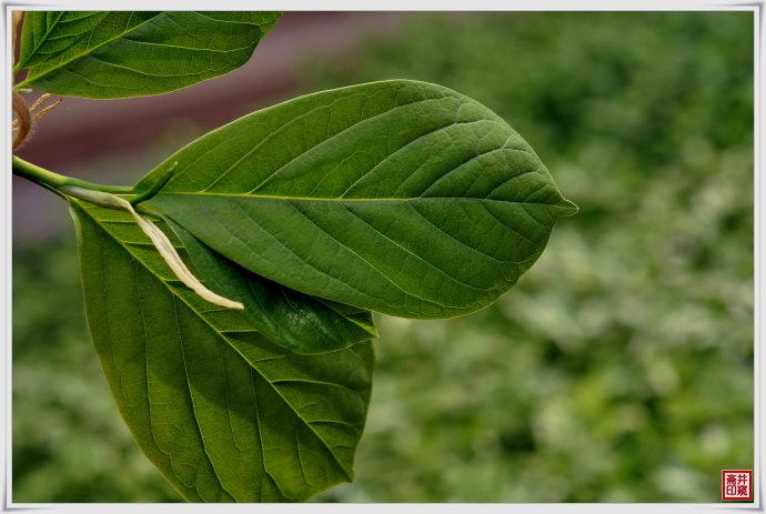 如果按照资料的描述看二乔木兰的叶子,我宁肯相信它是白玉兰,断然不