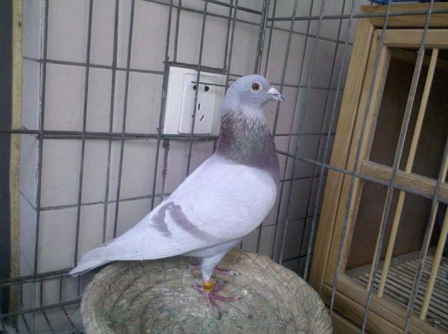 红绛鸽配对,主要是这几个方式|鸽子|羽毛_网易订阅