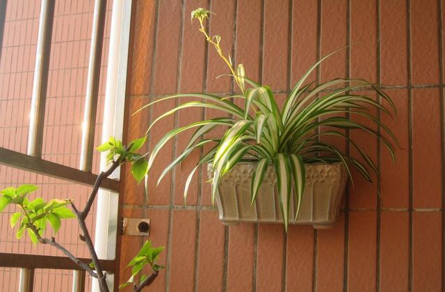 正文  金边吊兰是最常见的吊兰品种,居家养殖期间,大家需要选择一个较