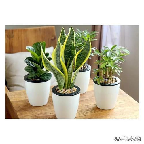 金边虎皮兰养不好记住这几个小技巧月月长爆盆