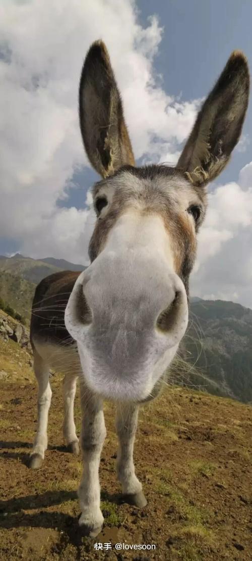 求关于这种小毛驴的图片