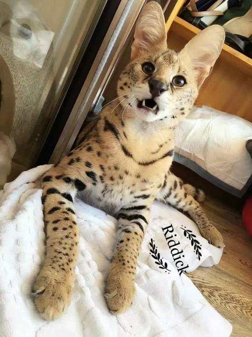 6万美金一只的薮猫还这么多人争先恐后去买!