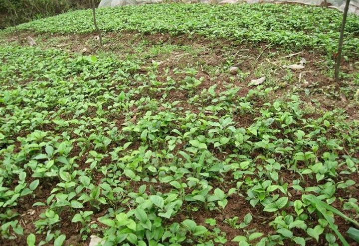 花椒籽出的幼苗什么样子