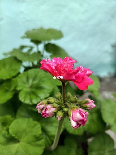 嘉兴的花_摄影_摄影日常_家居家装_家居装饰