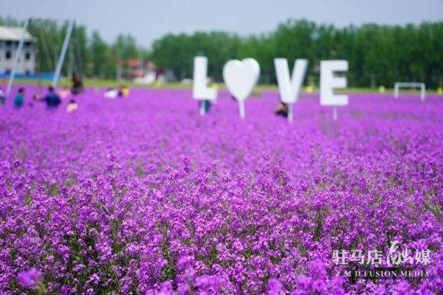 在芝麻小镇里,除了美丽壮观的各种花海和各种游乐项目是游客热衷的网