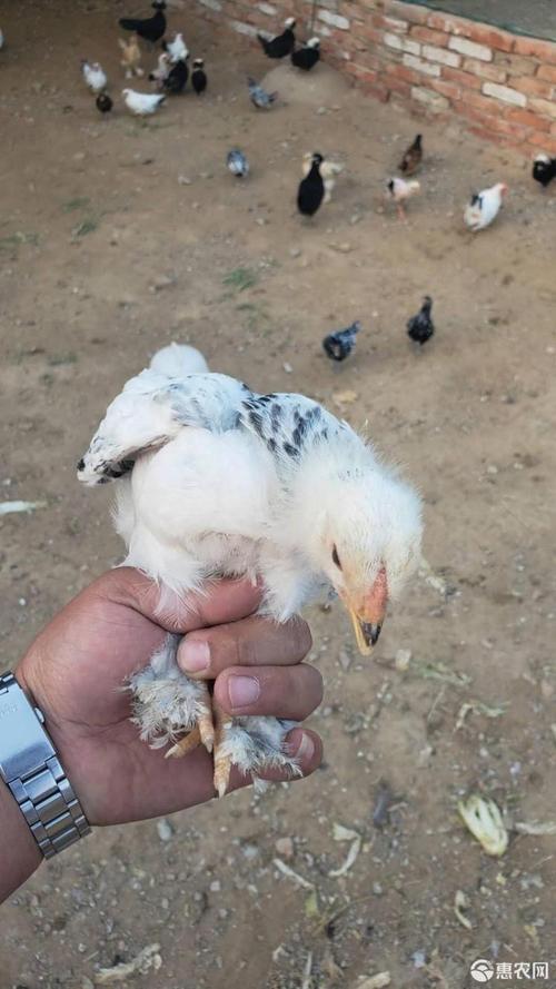 [鸡苗批发]婆罗门鸡梵天鸡婆罗门鸡苗婆罗门脱温鸡婆罗门成年鸡价格