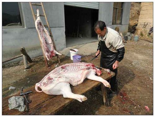屠夫个个膀大腰粗脸色滋润, 却难以活过六十? 是因为杀生过多吗
