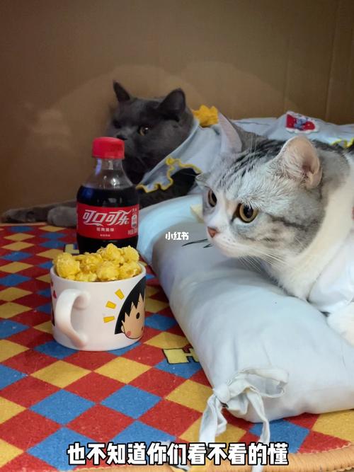 王泡芙邀请多多一起看电影,画面好温馨呦_电影_泡芙_宠物_我家宠物好