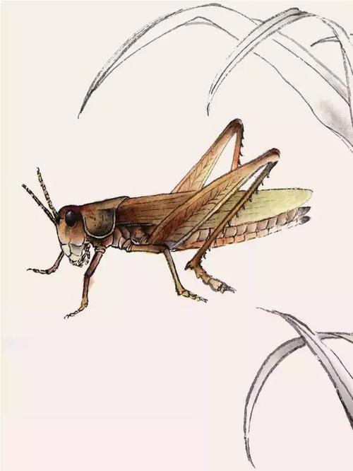分步骤讲解蝗虫工笔画的画法