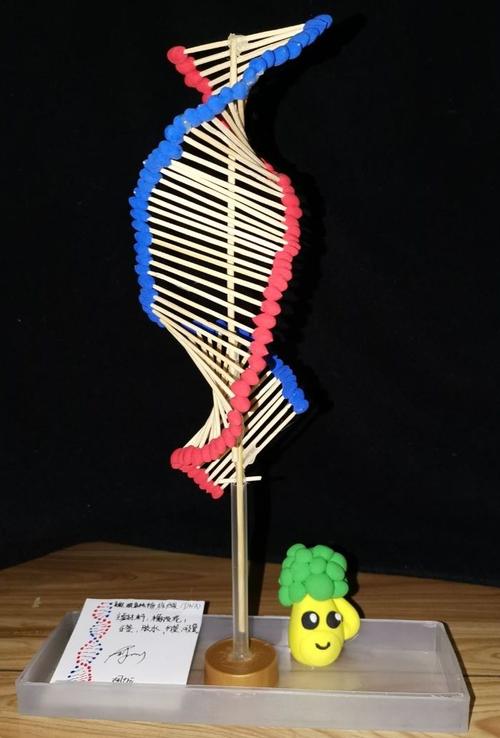 dna双螺旋结构模型,制作精巧,创意无限,七11班胡力元