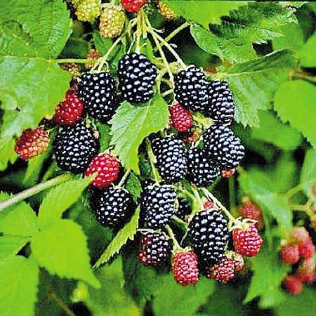 桑树有雌雄,雄树不结果