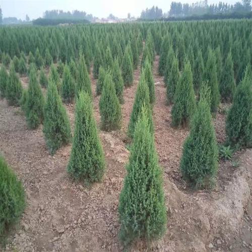 塔柏树苗松树苗侧柏树苗宝塔松柏树苗松柏树苗四季常青树绿化苗树
