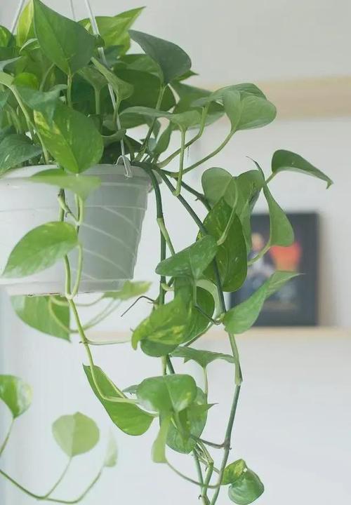 春天养绿萝浇水时加点料30天就能爬墙揭瓦